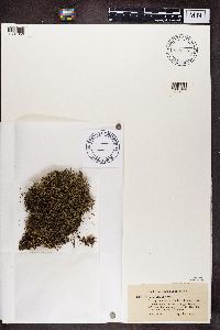 Cladonia uncialis image