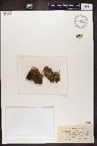 Cladonia uncialis image