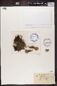 Cladonia uncialis image