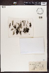 Cladonia pleurota image