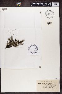 Cladonia pleurota image