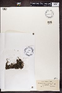 Cladonia pleurota image