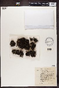 Cladonia crispata image