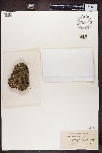 Cladonia digitata image