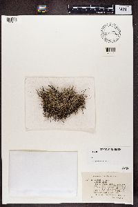 Cladonia gracilis image