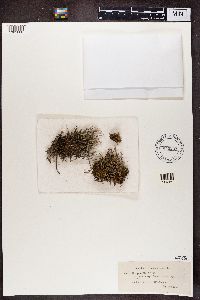 Cladonia gracilis image