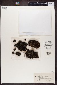 Cladonia pleurota image