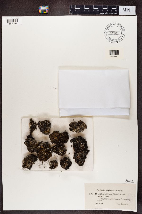 Cladonia digitata image