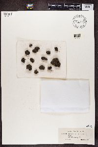 Cladonia brevis image