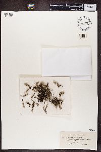 Cladonia phyllophora image