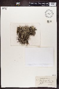 Cladonia phyllophora image