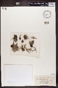 Cladonia squamosa image