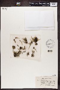 Cladonia deformis image