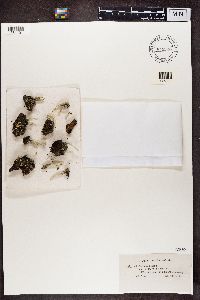 Cladonia deformis image