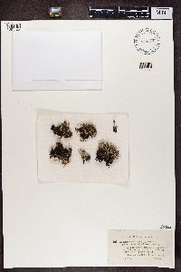 Cladonia phyllophora image