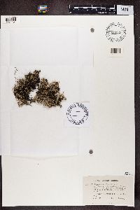 Cladonia phyllophora image