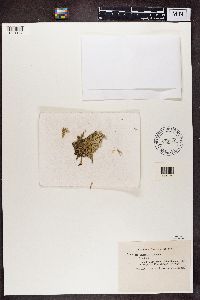 Cladonia uncialis image