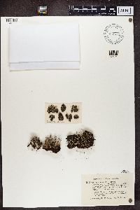 Cladonia squamosa image