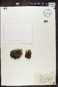 Cladonia squamosa image