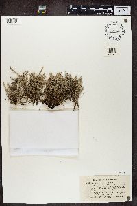 Cladonia squamosa image