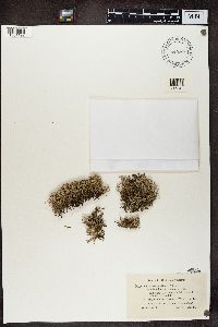 Cladonia furcata image