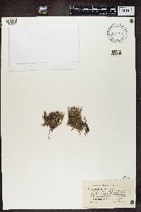 Cladonia squamosa image