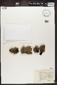 Cladonia crispata var. crispata image