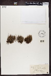 Cladonia crispata var. crispata image