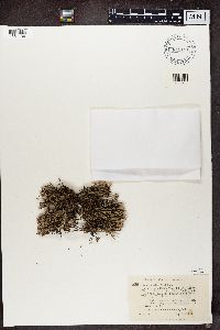 Cladonia crispata var. crispata image