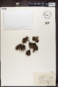 Cladonia crispata var. crispata image