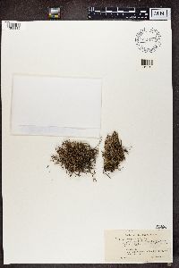 Cladonia crispata var. crispata image