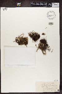 Cladonia crispata image