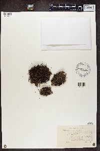 Cladonia crispata image