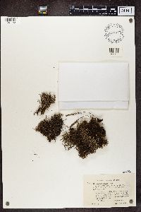 Cladonia crispata image