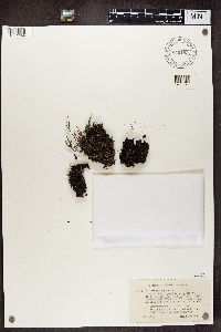 Cladonia crispata image