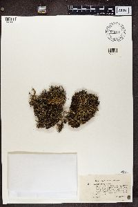 Cladonia uncialis image