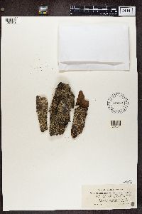 Cladonia parasitica image