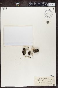 Media resource of Cladonia fimbriata