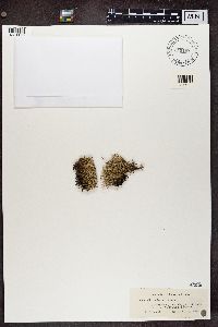 Cladonia uncialis image