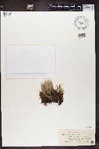 Cladonia uncialis image