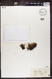 Cladonia gracilis image