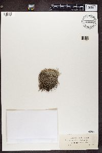 Cladina arbuscula subsp. mitis image