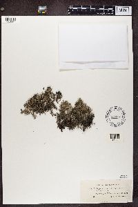 Cladonia portentosa image