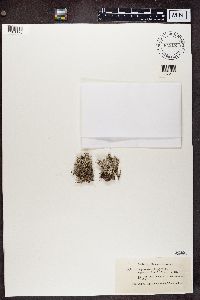 Cladonia squamosa image