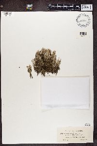 Cladonia squamosa image