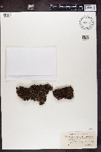 Cladonia crispata image