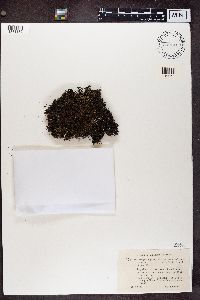 Cladonia crispata image