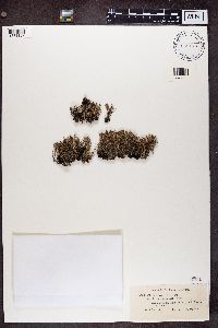 Cladonia crispata image