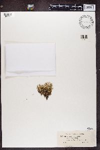 Cladonia turgida image