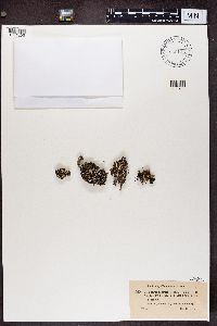 Cladonia symphycarpia image